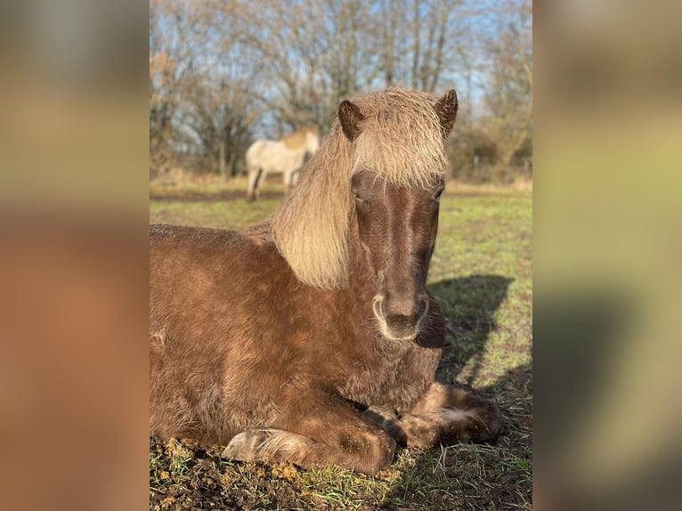 Icelandic Horse Mare 4 years 13.2 hh  in Blunk