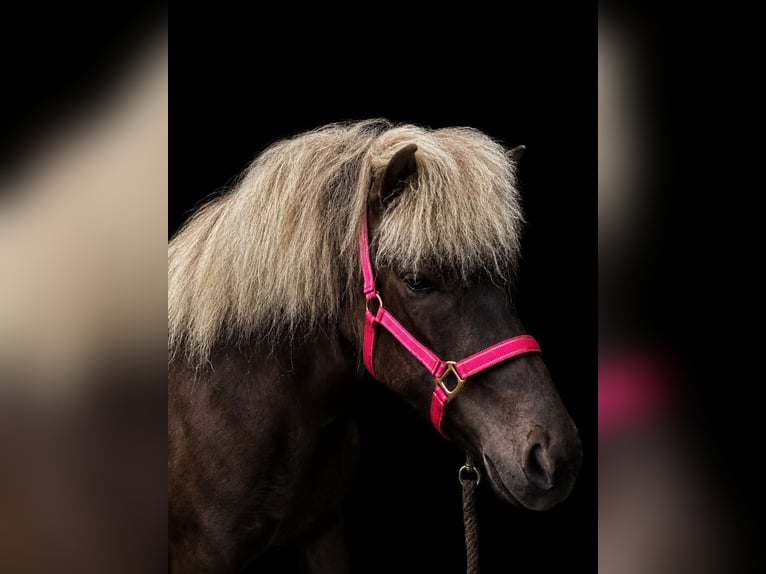 Icelandic Horse Mare 4 years 13.2 hh  in Blunk