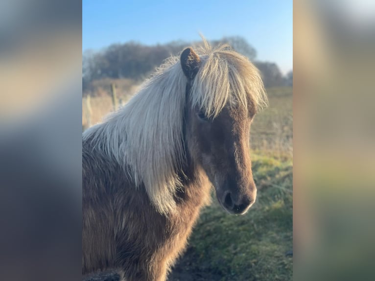 Icelandic Horse Mare 4 years 13.2 hh  in Blunk