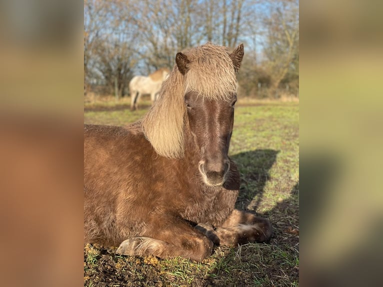 Icelandic Horse Mare 4 years 13.2 hh  in Blunk