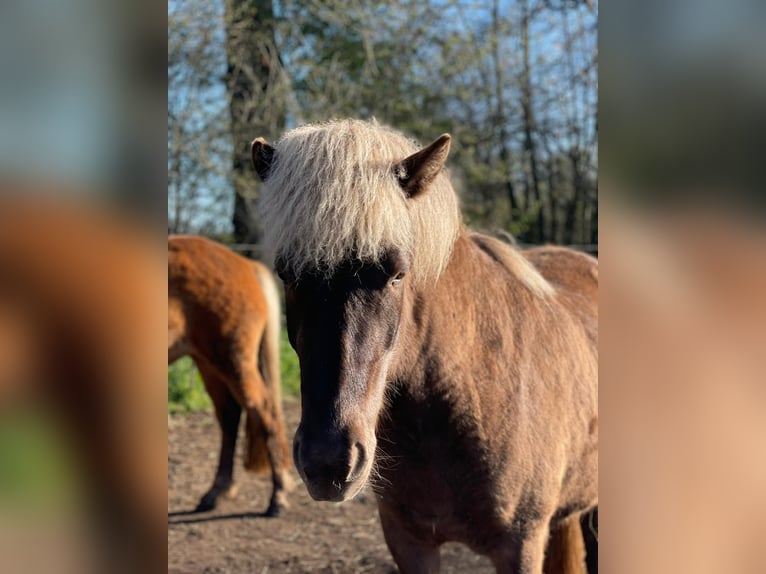 Icelandic Horse Mare 4 years 13.2 hh  in Blunk
