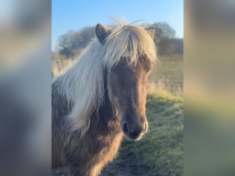Icelandic Horse Mare 4 years 13.2 hh  in Blunk
