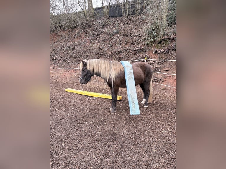 Icelandic Horse Mare 4 years 13.2 hh  in Neunkirchen