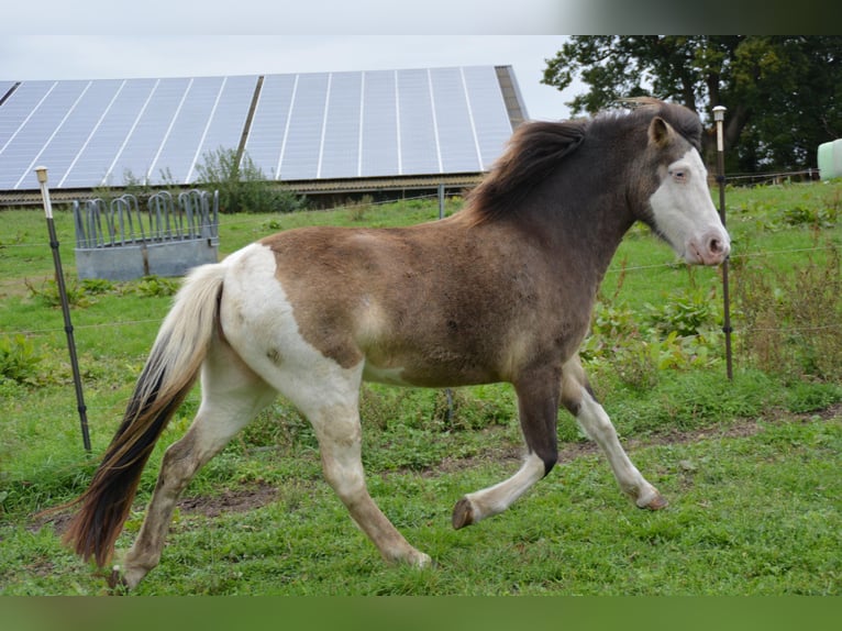 Icelandic Horse Mare 4 years 13,2 hh in Blunk