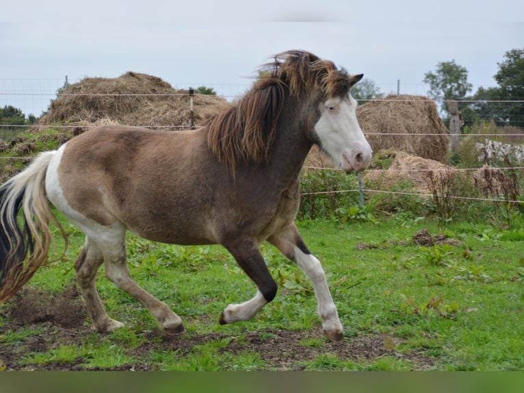 Icelandic Horse Mare 4 years 13,2 hh in Blunk