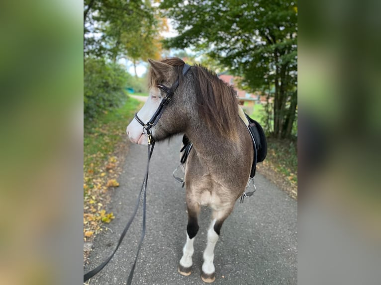 Icelandic Horse Mare 4 years 13,2 hh in Blunk