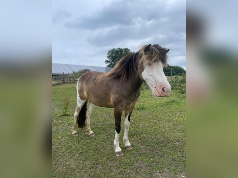 Icelandic Horse Mare 4 years 13,2 hh in Blunk