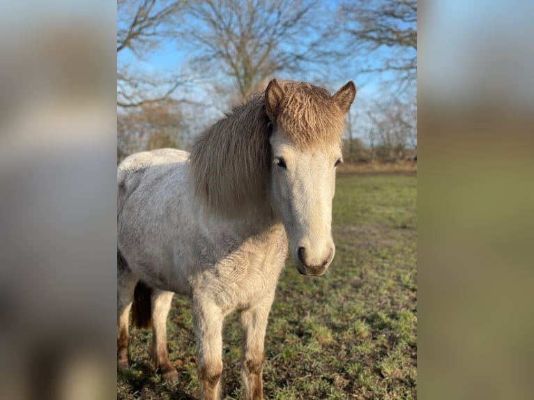 Icelandic Horse Mare 4 years 13.2 hh  in Blunk