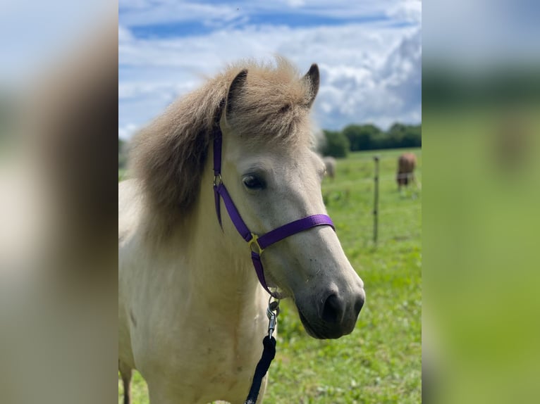 Icelandic Horse Mare 4 years 13.2 hh  in Blunk