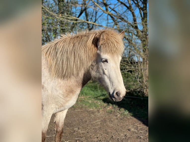 Icelandic Horse Mare 4 years 13.2 hh  in Blunk