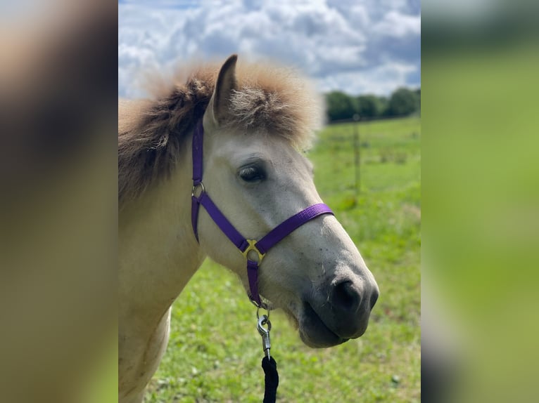 Icelandic Horse Mare 4 years 13.2 hh  in Blunk