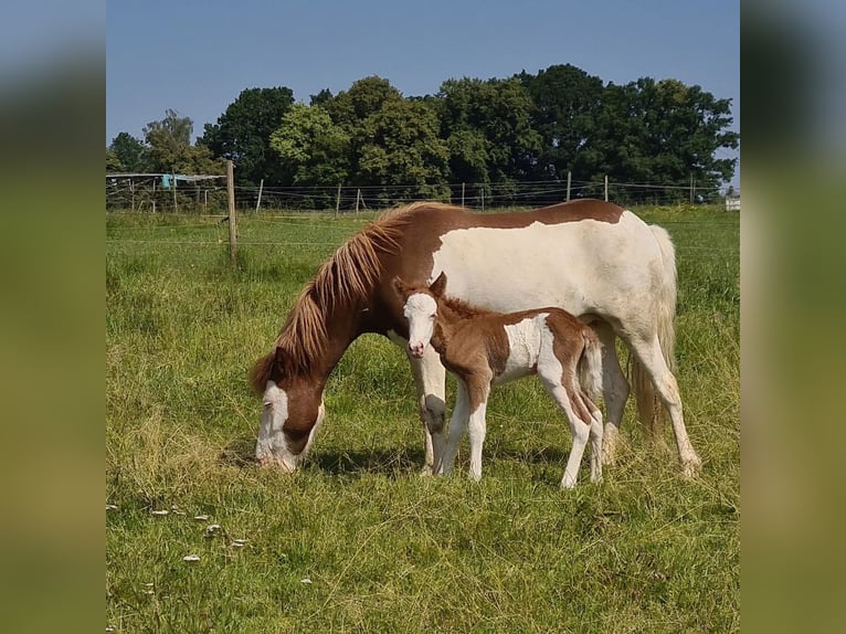 Icelandic Horse Mare 4 years 13,2 hh Pinto in Aichtal