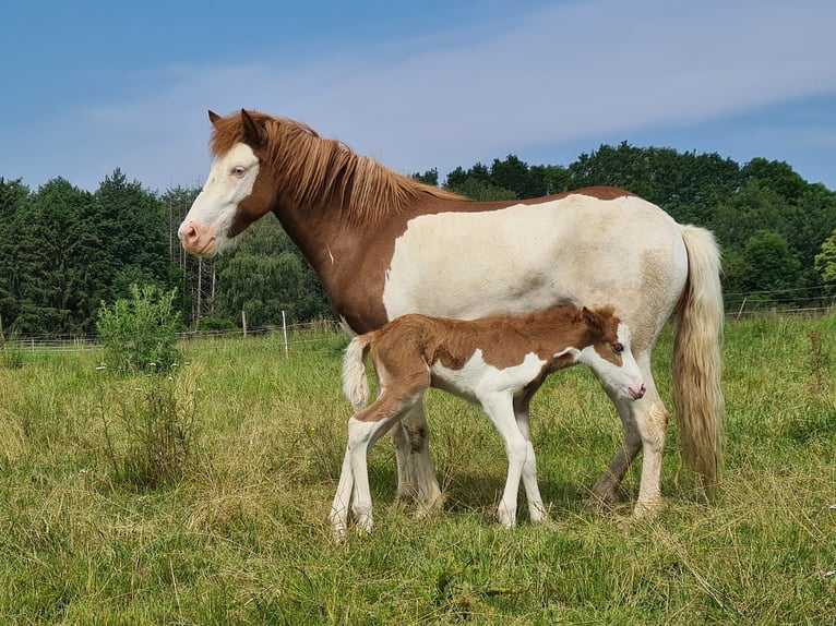 Icelandic Horse Mare 4 years 13,2 hh Pinto in Aichtal