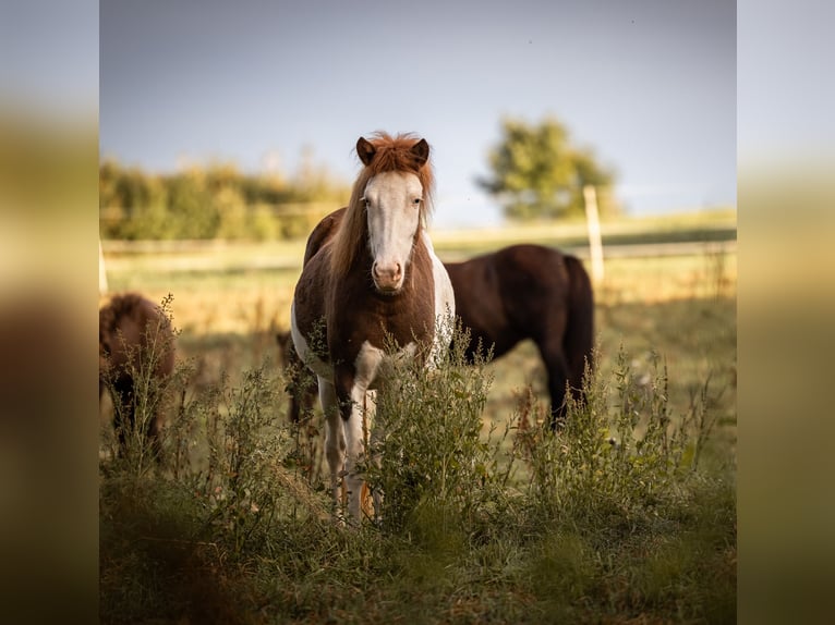 Icelandic Horse Mare 4 years 13,2 hh Pinto in Aichtal