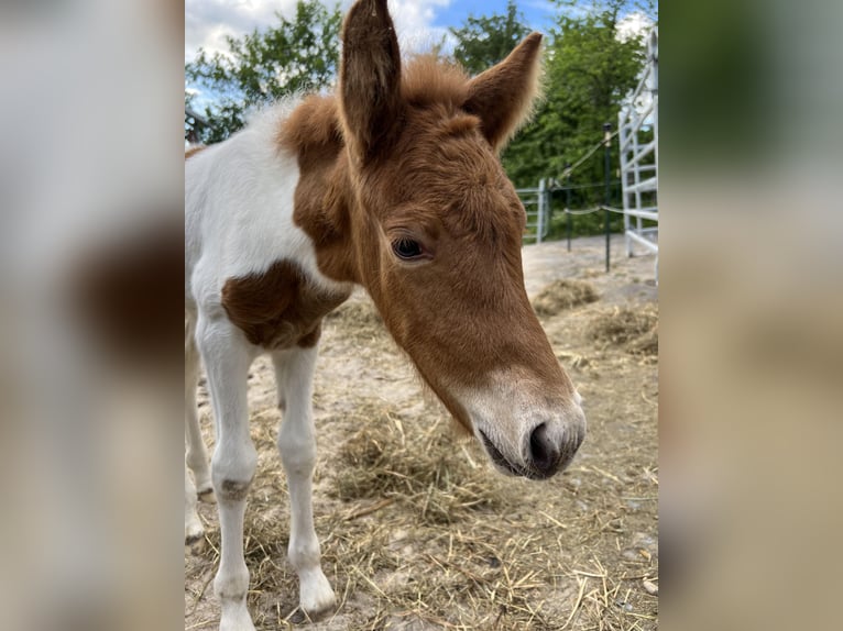 Icelandic Horse Mare 4 years 13.2 hh Pinto in Sorbas