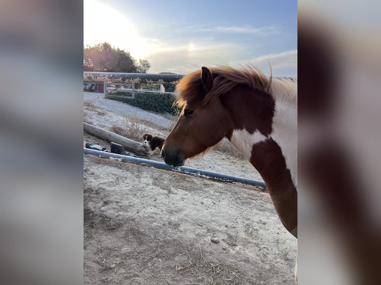 Icelandic Horse Mare 4 years 13.2 hh Pinto in Sorbas