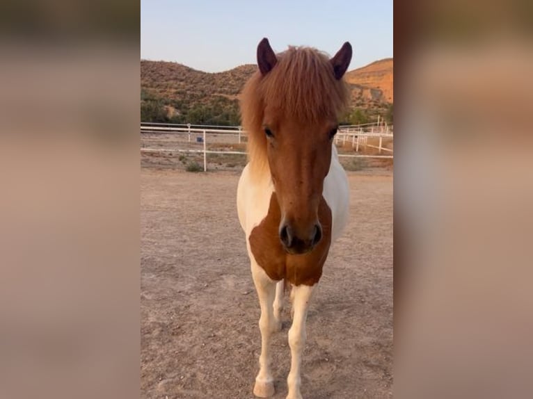 Icelandic Horse Mare 4 years 13.2 hh Pinto in Sorbas