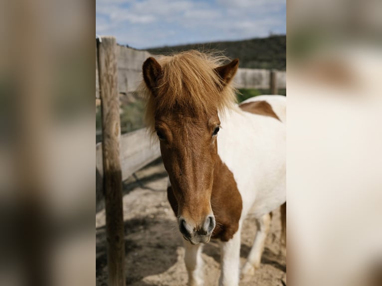 Icelandic Horse Mare 4 years 13.2 hh Pinto in Sorbas
