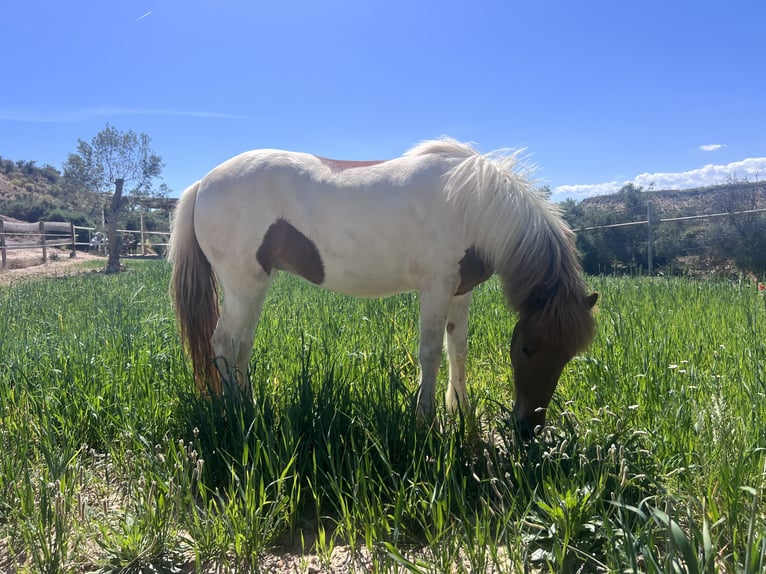 Icelandic Horse Mare 4 years 13.2 hh Pinto in Sorbas