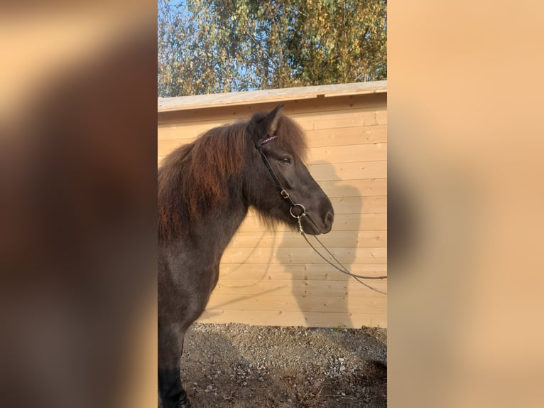 Icelandic Horse Mare 4 years 13,2 hh Smoky-Black in Neuching