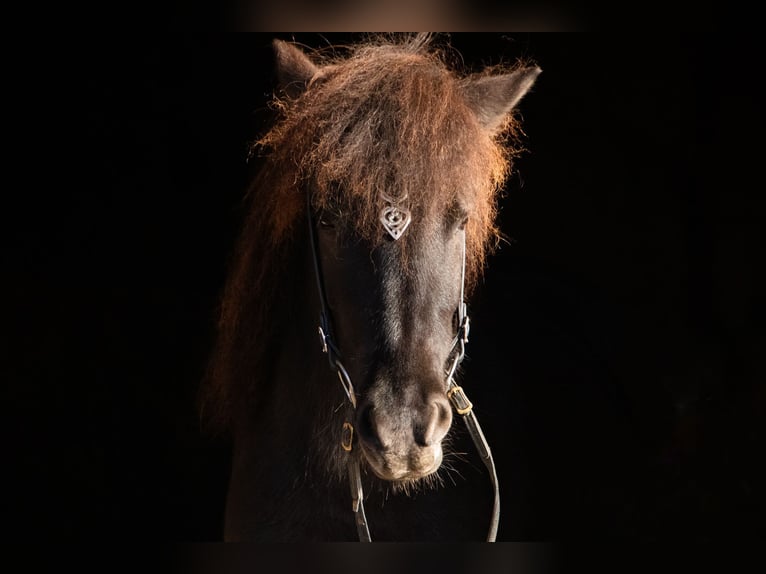 Icelandic Horse Mare 4 years 13,2 hh Smoky-Black in Neuching