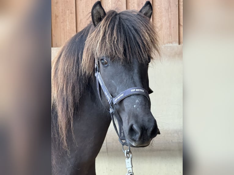 Icelandic Horse Mare 4 years 13 hh Black in Fronreute