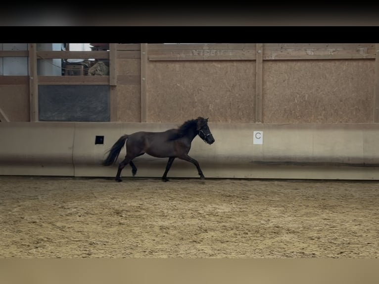Icelandic Horse Mare 4 years 13 hh Black in Fronreute