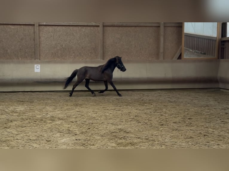 Icelandic Horse Mare 4 years 13 hh Black in Fronreute