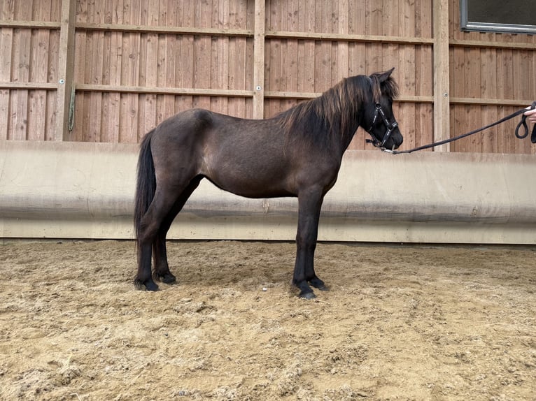 Icelandic Horse Mare 4 years 13 hh Black in Fronreute