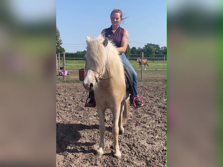 Icelandic Horse Mare 4 years 13 hh Palomino in Morkhoven