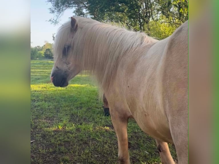 Icelandic Horse Mare 4 years 13 hh Palomino in Testelt