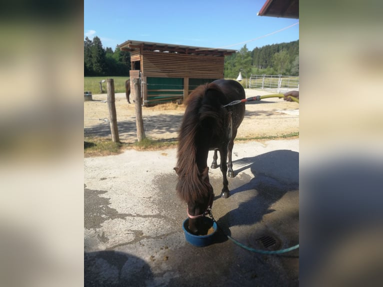 Icelandic Horse Mare 4 years 13,1 hh Black in Iffeldorf