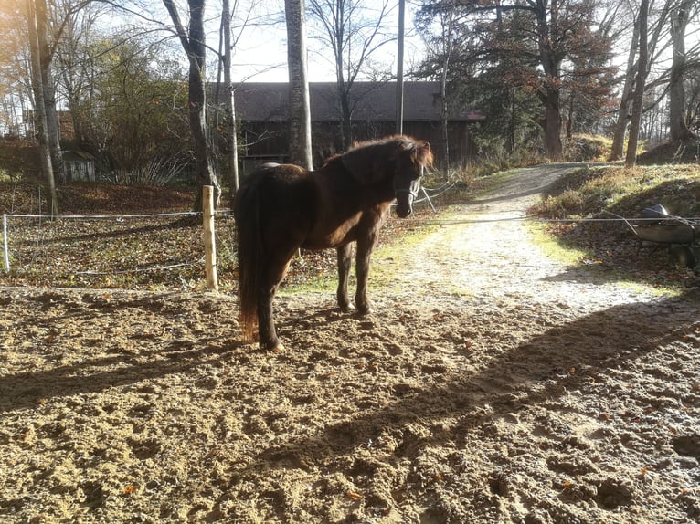 Icelandic Horse Mare 4 years 13,1 hh Black in Iffeldorf