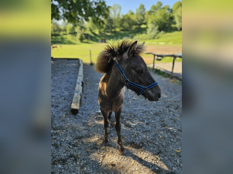 Icelandic Horse Mare 4 years 13,1 hh Brown in Prestranek
