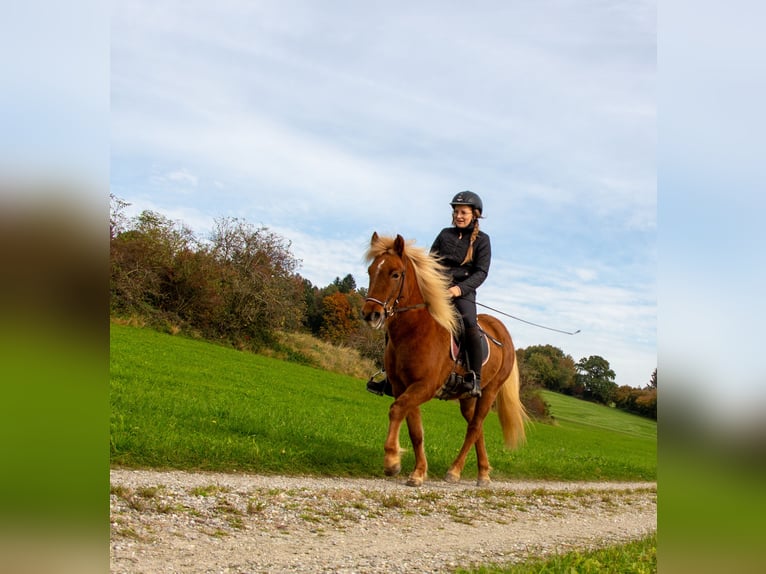 Icelandic Horse Mare 4 years 13,1 hh Chestnut-Red in Markt Wald