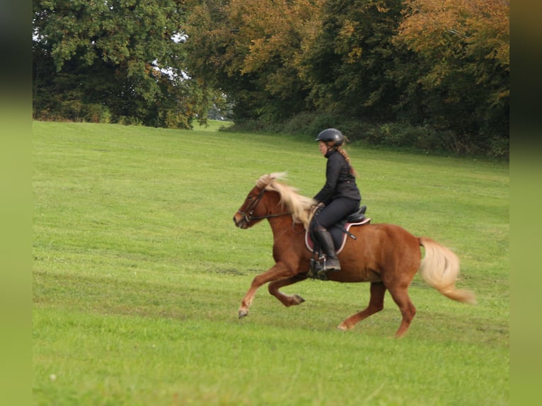 Icelandic Horse Mare 4 years 13,1 hh Chestnut-Red in Markt Wald