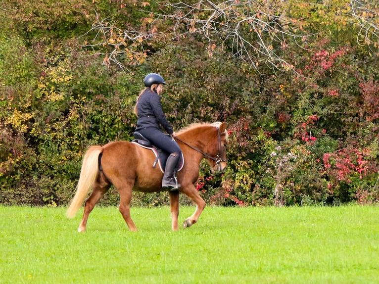 Icelandic Horse Mare 4 years 13,1 hh Chestnut-Red in Schwabm&#xFC;nchen