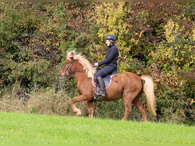 Icelandic Horse Mare 4 years 13,1 hh Chestnut-Red in Schwabm&#xFC;nchen