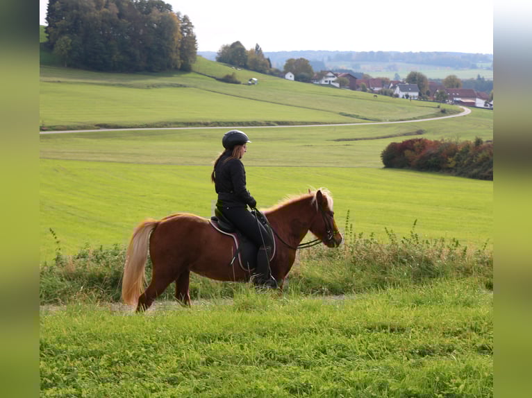 Icelandic Horse Mare 4 years 13,1 hh Chestnut-Red in Schwabm&#xFC;nchen