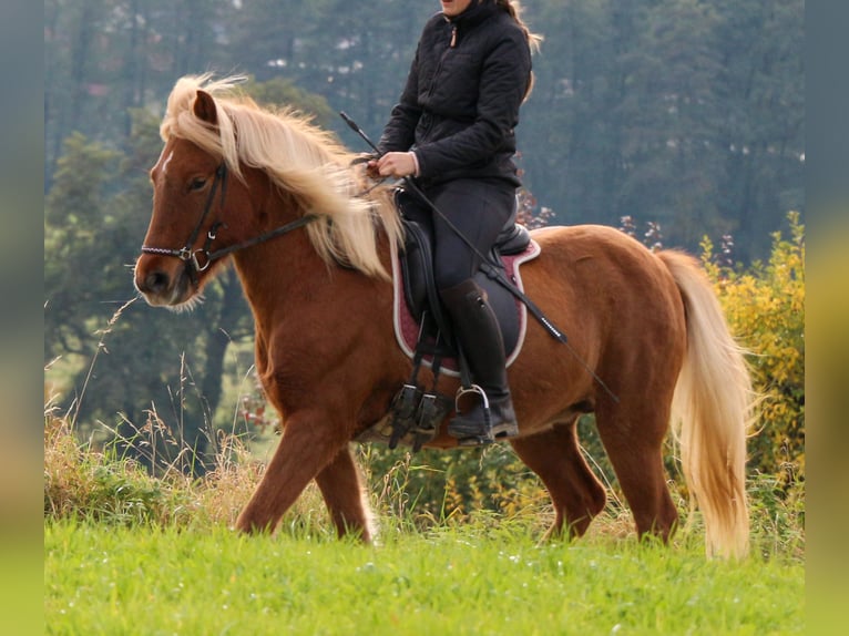 Icelandic Horse Mare 4 years 13,1 hh Chestnut-Red in Markt Wald