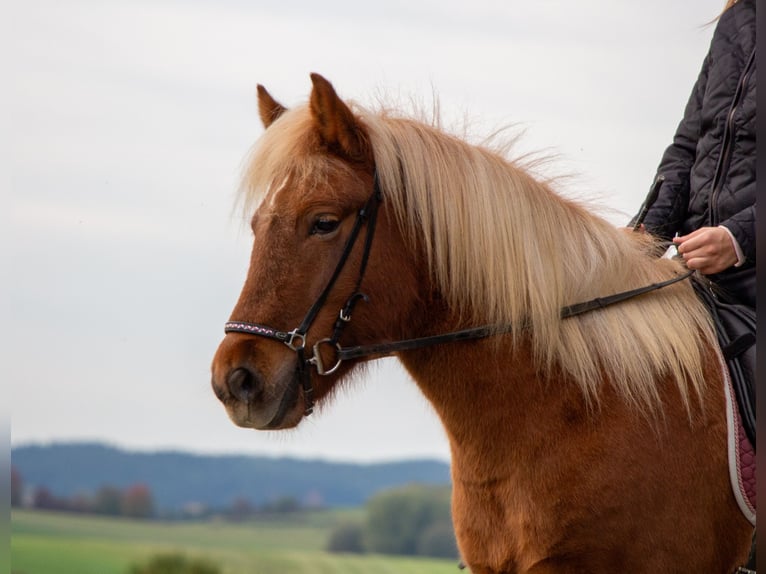 Icelandic Horse Mare 4 years 13,1 hh Chestnut-Red in Markt Wald
