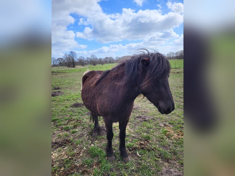 Icelandic Horse Mare 4 years 13,2 hh Black in Bunk