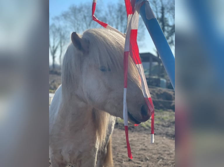Icelandic Horse Mare 4 years 13,2 hh  in Blunk