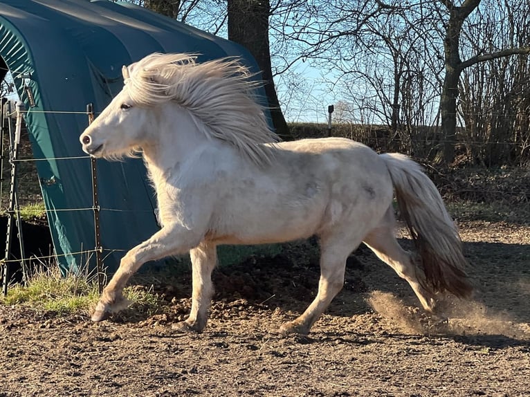 Icelandic Horse Mare 4 years 13,2 hh in Blunk