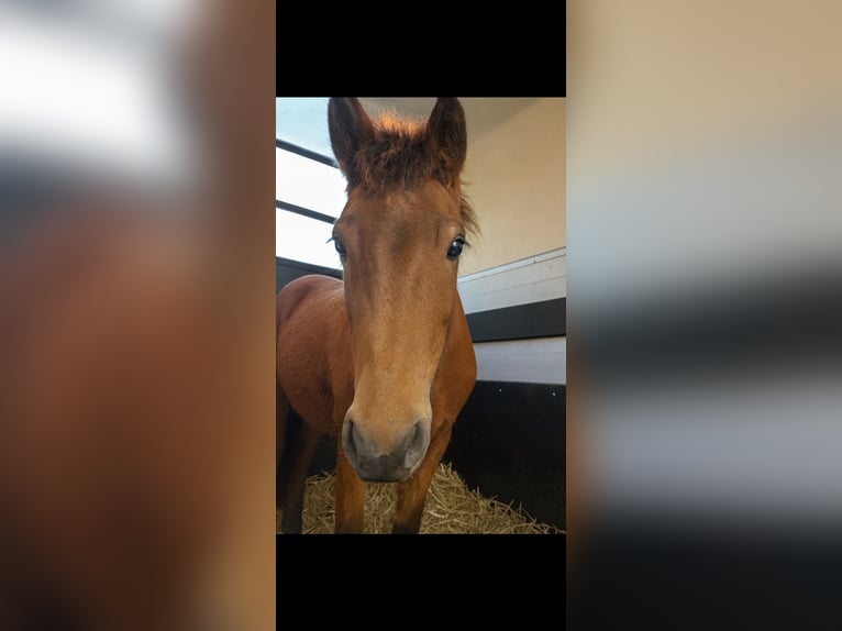 Icelandic Horse Mare 4 years 13,2 hh Brown in Bekmünde