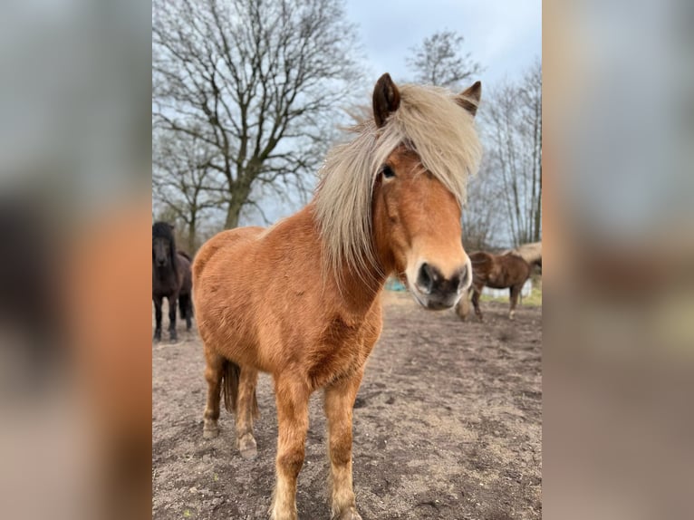 Icelandic Horse Mare 4 years 13,2 hh Chestnut-Red in Blunk