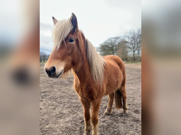 Icelandic Horse Mare 4 years 13,2 hh Chestnut-Red in Blunk