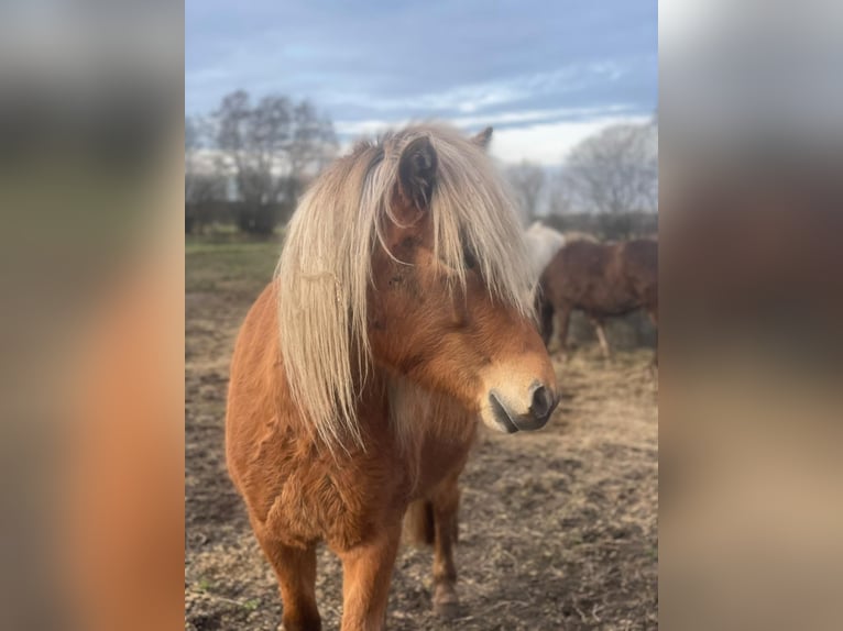Icelandic Horse Mare 4 years 13,2 hh Chestnut-Red in Blunk