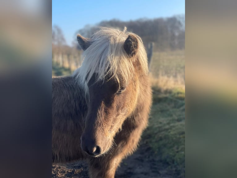 Icelandic Horse Mare 4 years 13,2 hh  in Blunk