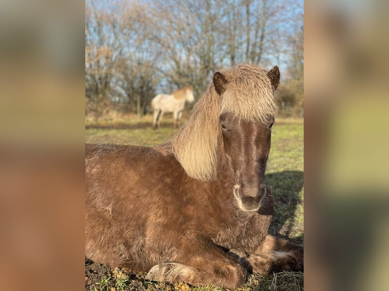 Icelandic Horse Mare 4 years 13,2 hh  in Blunk